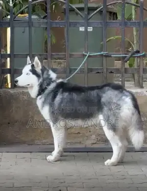 1+ year Male Purebred Siberian Husky