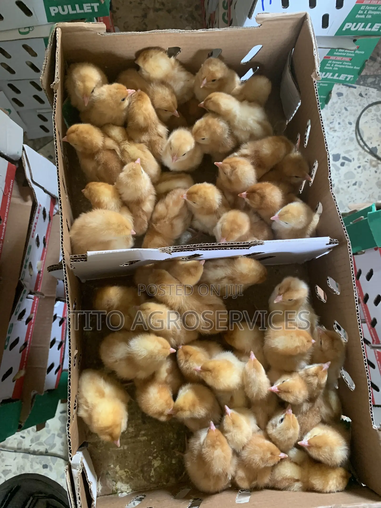 Brown Pullet