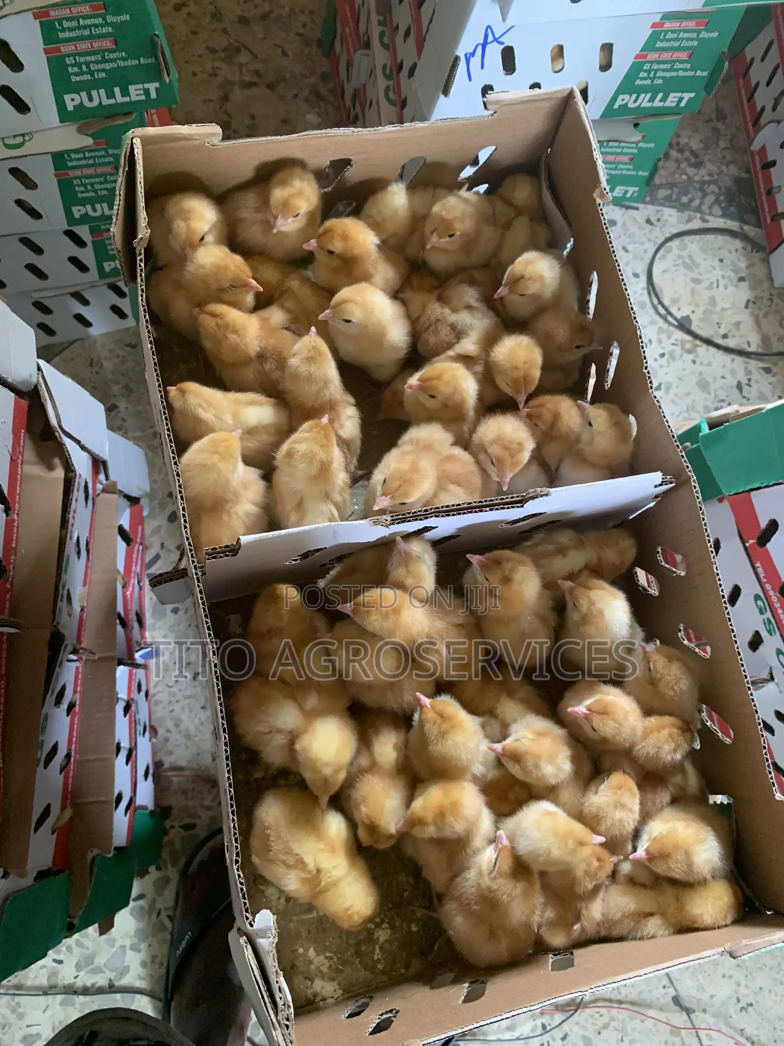 Brown Pullet
