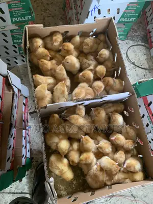 Brown Pullet
