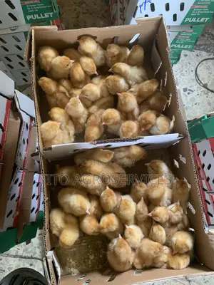 Brown Pullet