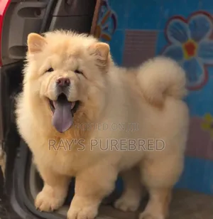 1-3 months Male Purebred Chow Chow