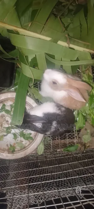 Weaners Rabbit for Sale