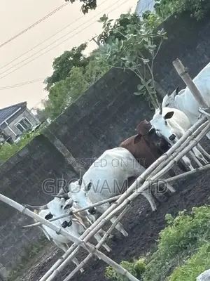 Female Cows