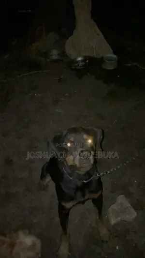 1+ year Female Purebred Rottweiler
