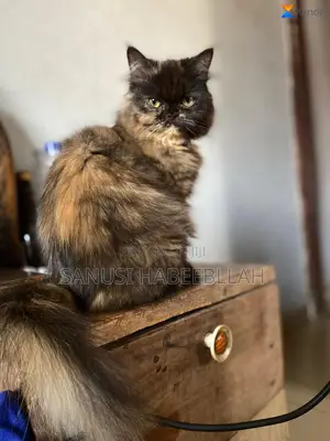 1+ year Male Purebred Persian