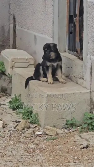 1-3 months Female Purebred German Shepherd