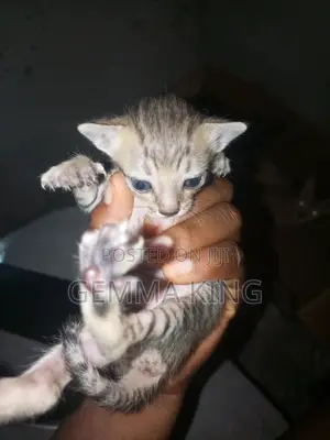 0-1 month Female Mixed Breed American Shorthair