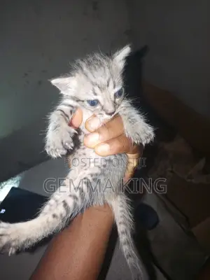 0-1 month Female Mixed Breed American Shorthair