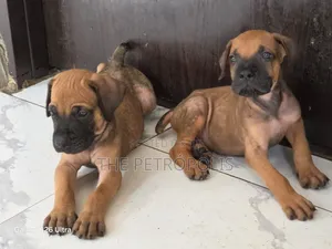 1-3 months Female Purebred Boerboel