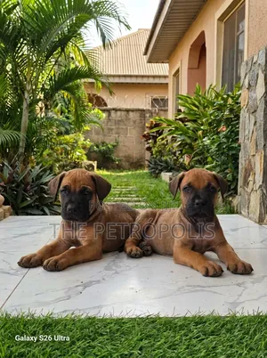 1-3 months Female Purebred Boerboel