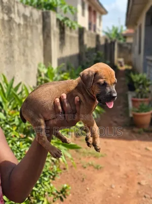 1-3 months Female Purebred Boerboel