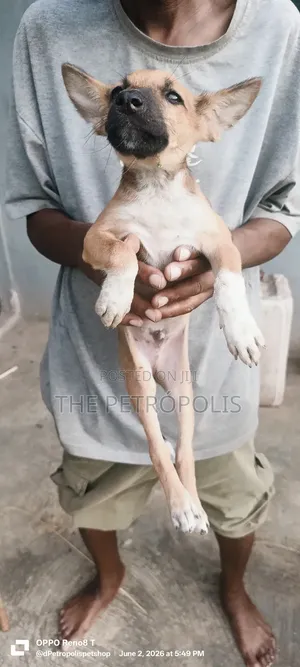 0-1 month Male Mixed Breed Basenji