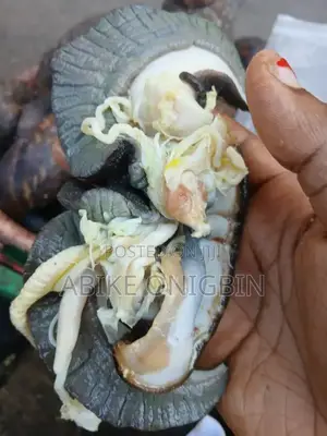 Fresh Big Snail Different Sizes Available.Size 1 ,2,3 Etc.