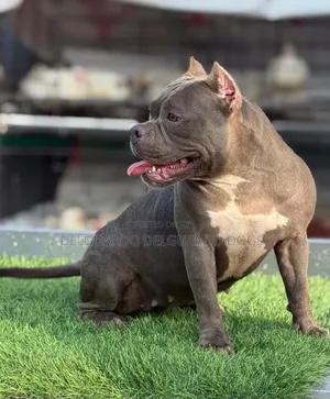 1+ year Female Purebred American Bully