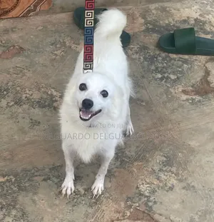1+ year Female Purebred American Eskimo