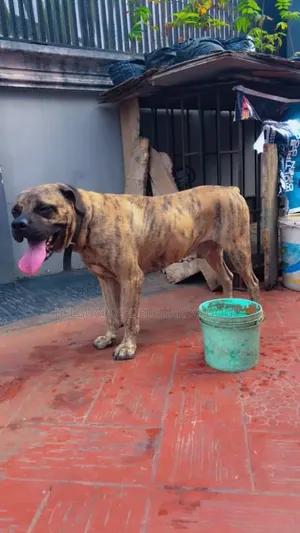 1+ year Male Purebred Boerboel