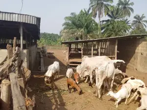 Farm for Sale