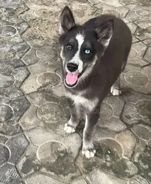 1-3 months Female Purebred Siberian Husky