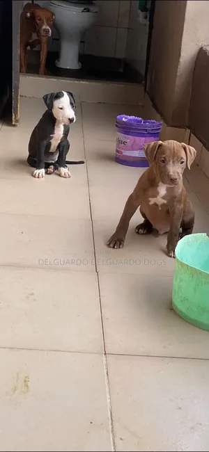 1-3 months Female Purebred American Pit Bull Terrier