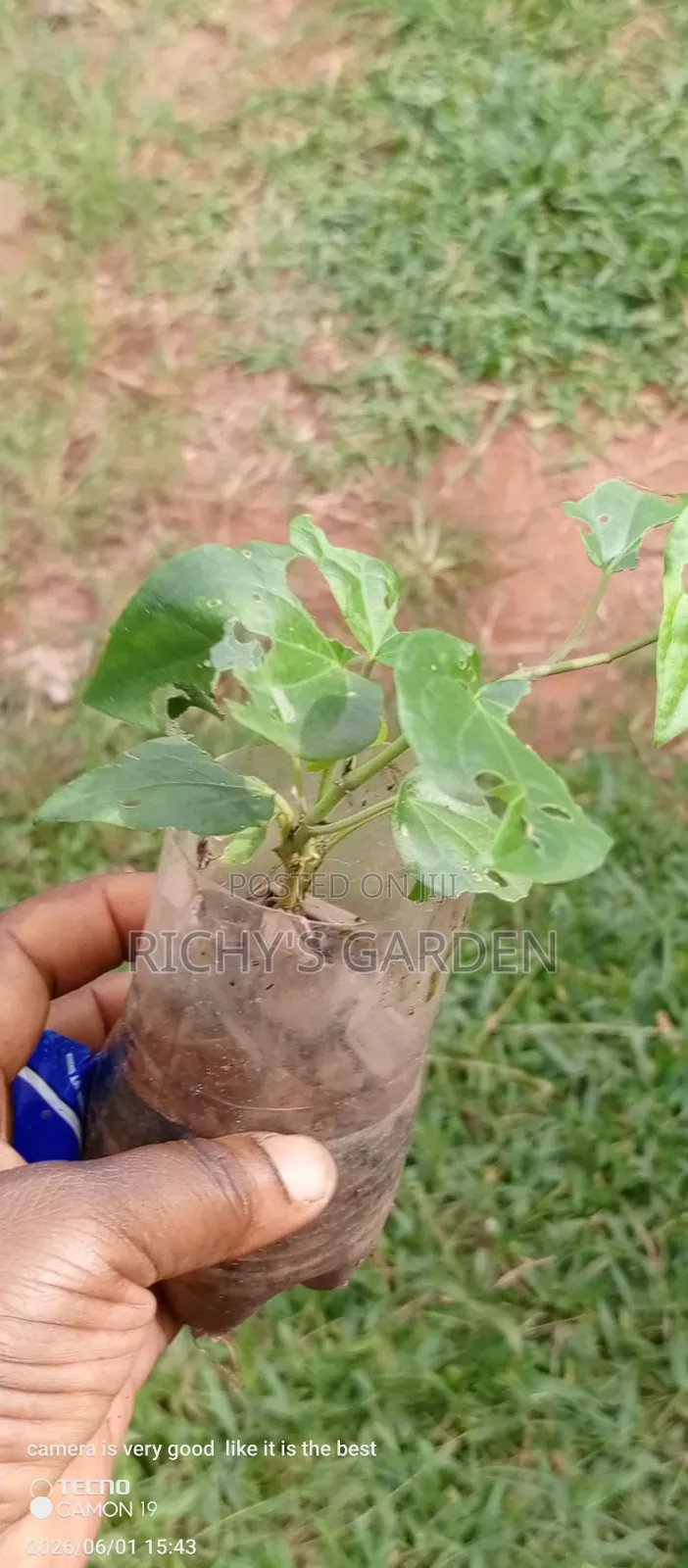 Uziza Live Plants