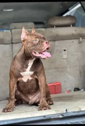 3-6 months Male Purebred American Bully