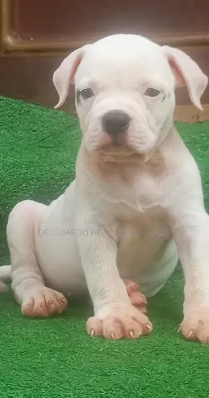 1-3 months Male Purebred American Bulldog