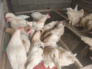 Chicken And Turkey A Month Above