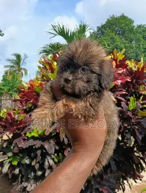 1-3 months Female Purebred Lhasa Apso