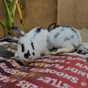 Rabbit Pets