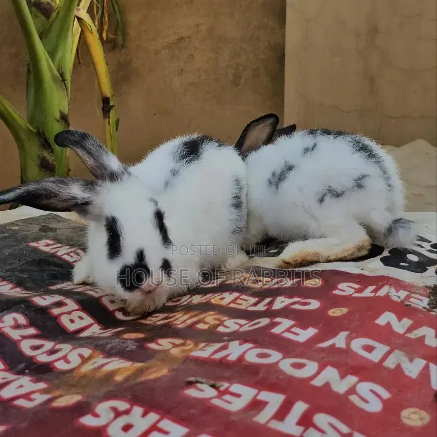 Rabbit Pets