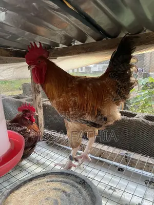 Live Chickens