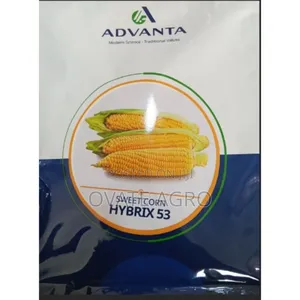 Sweet Corn Hybrix 53