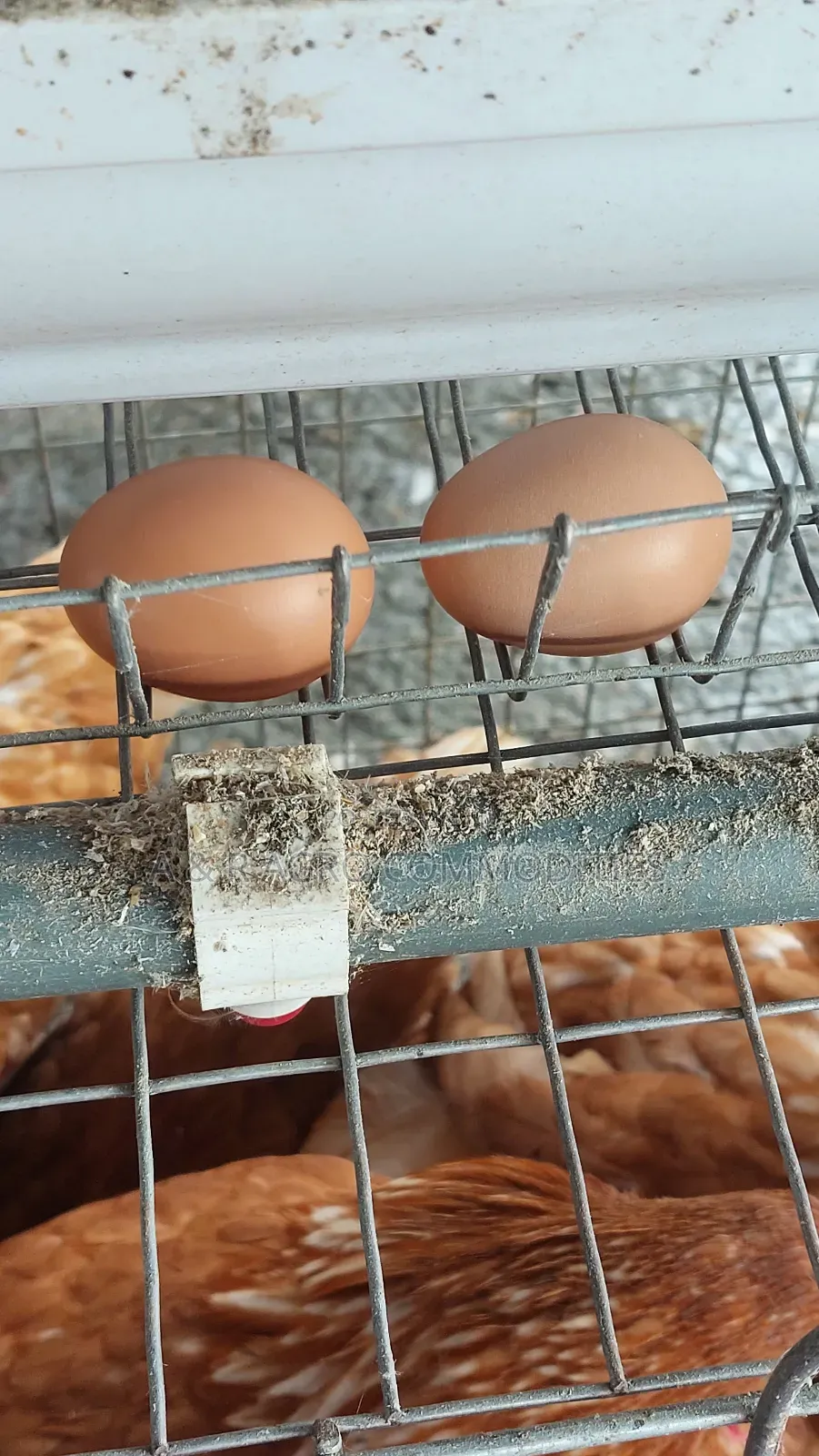 Poultry Eggs