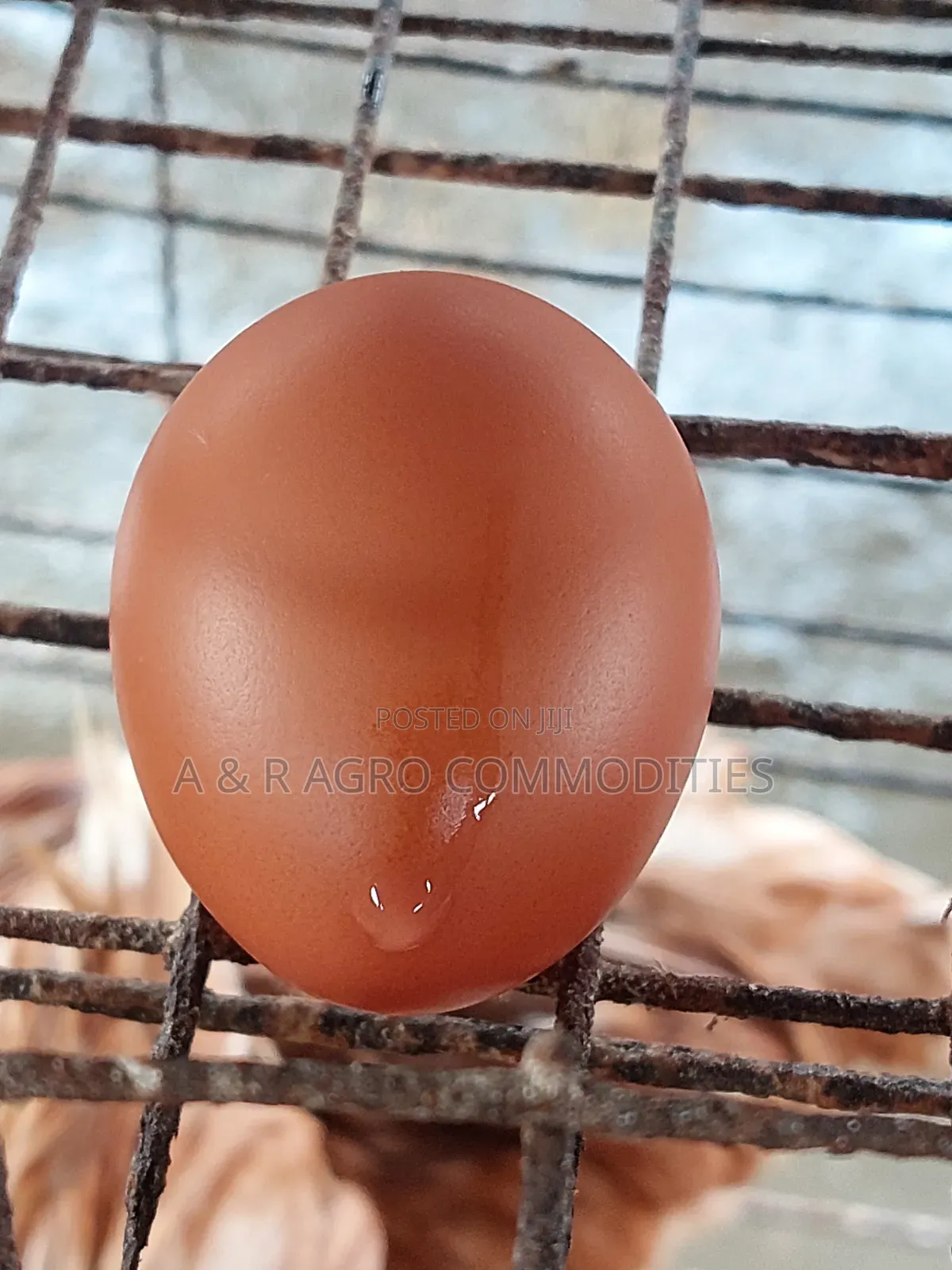 Poultry Eggs