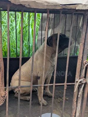 1+ year Female Purebred Bullmastiff