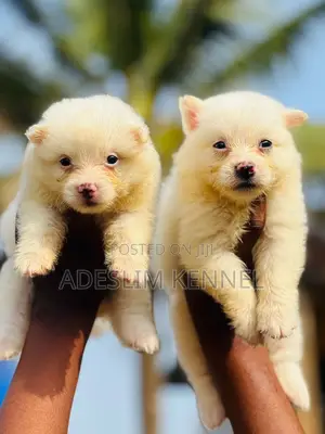 1-3 months Female Purebred American Eskimo