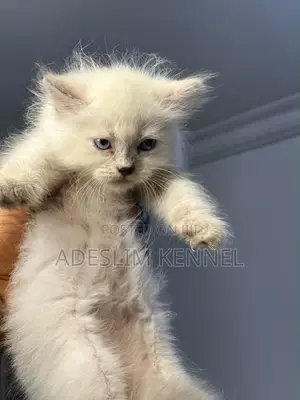 1-3 months Female Purebred Persian