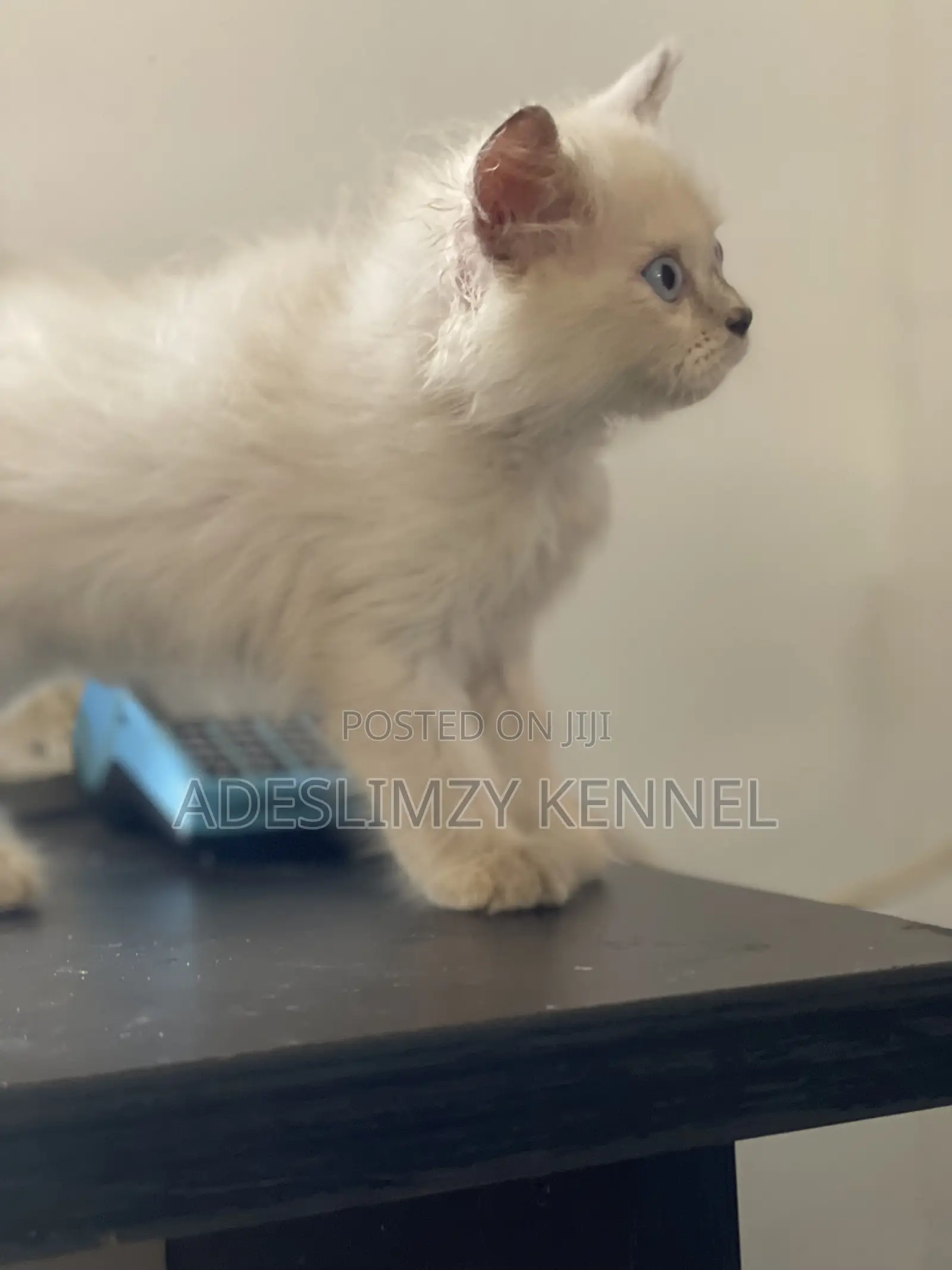 1-3 months Female Purebred Persian