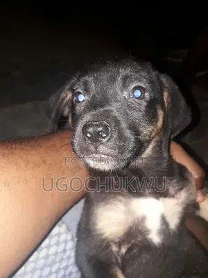 3-6 months Female Mixed Breed Rottweiler