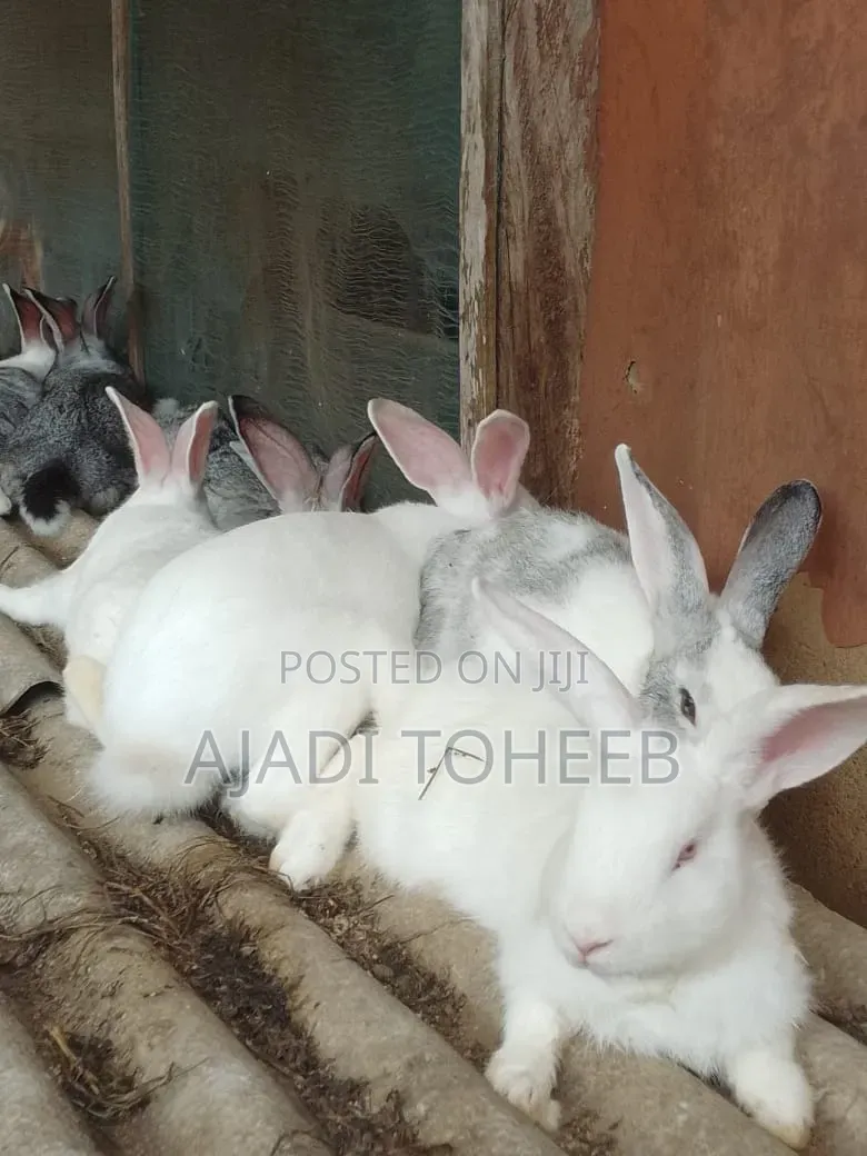 Toheeb Rabbitry