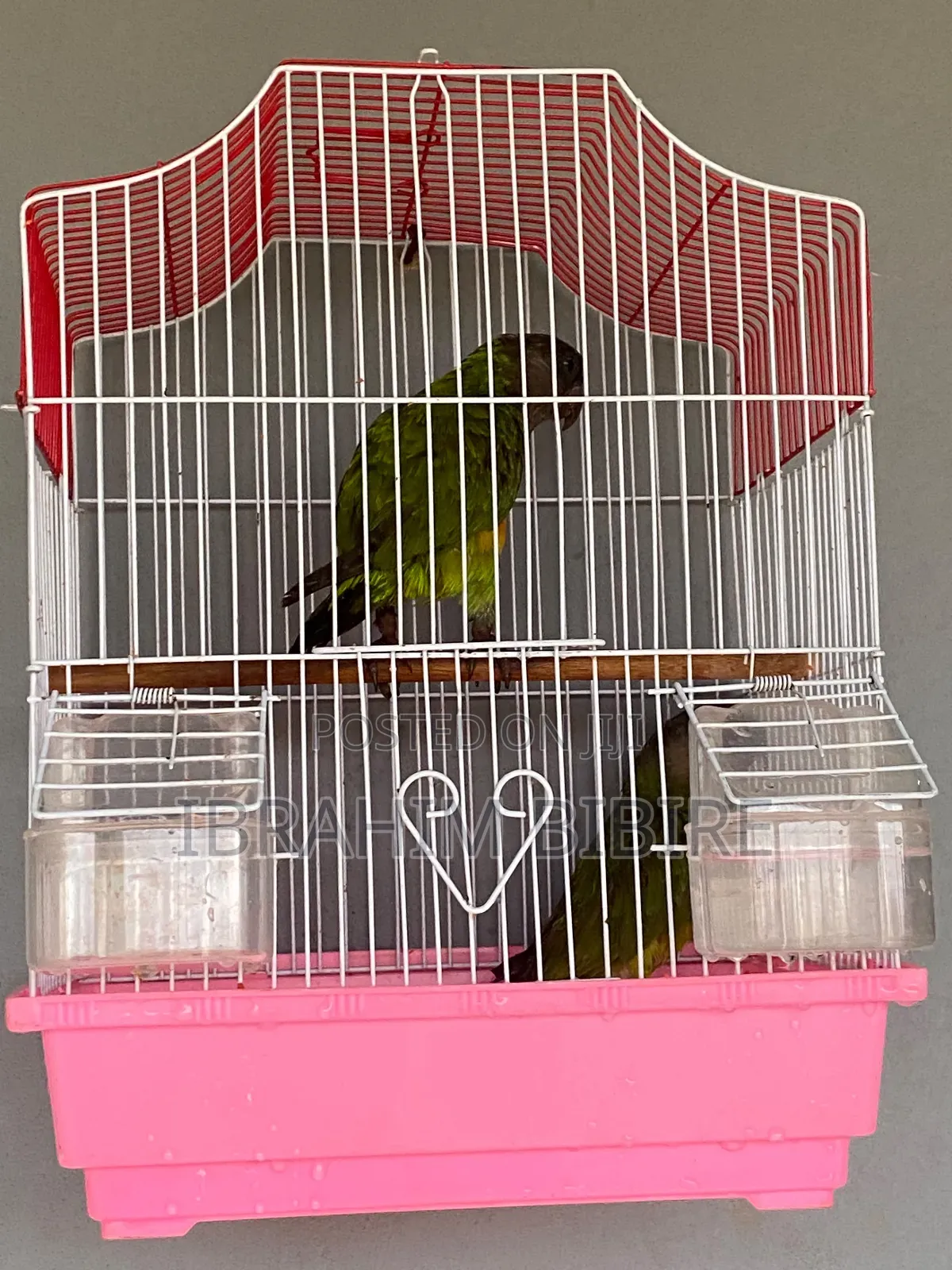 Pair of Senegal Parrots With Cage