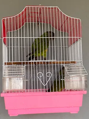 Pair of Senegal Parrots With Cage