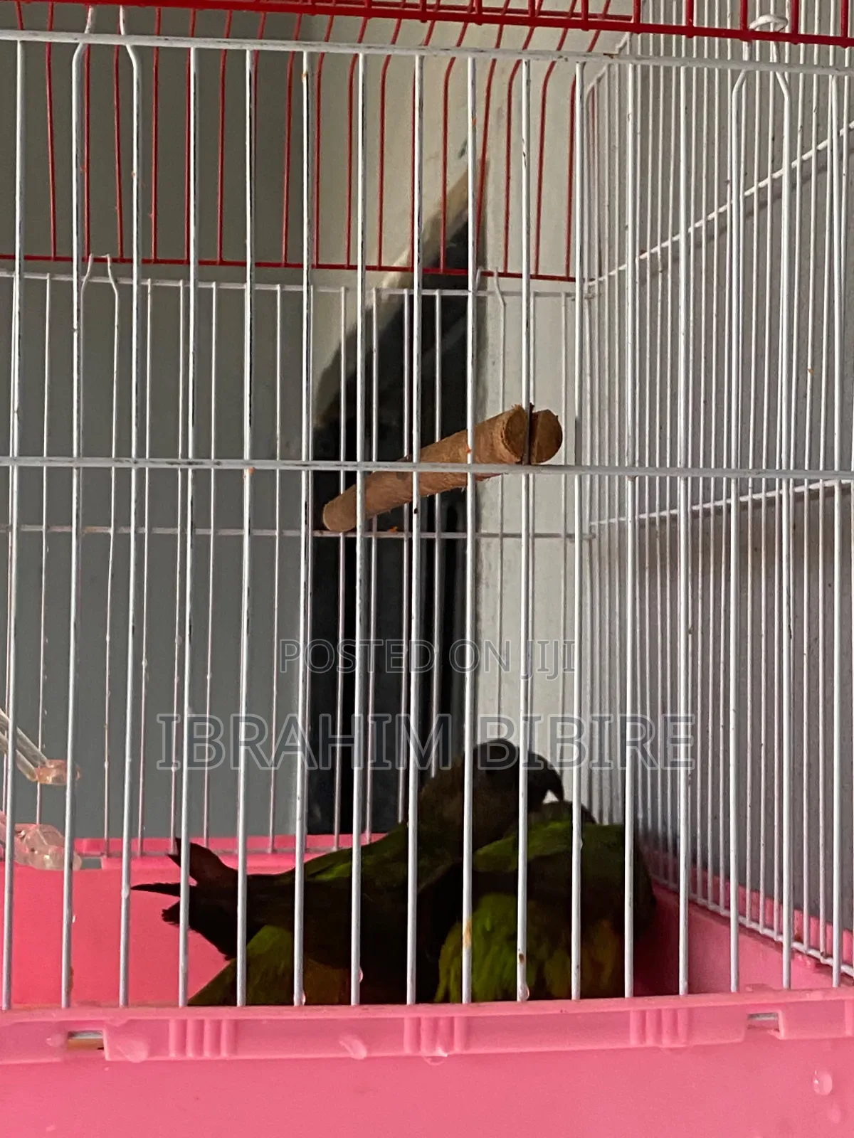 Pair of Senegal Parrots With Cage