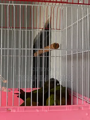 Pair of Senegal Parrots With Cage