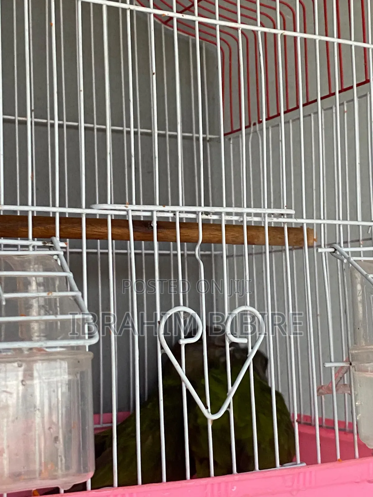 Pair of Senegal Parrots With Cage