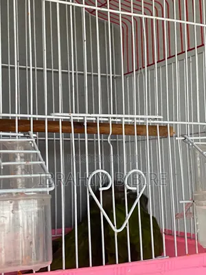 Pair of Senegal Parrots With Cage