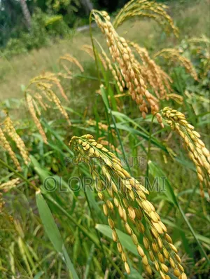 5 Acres of Farmland
