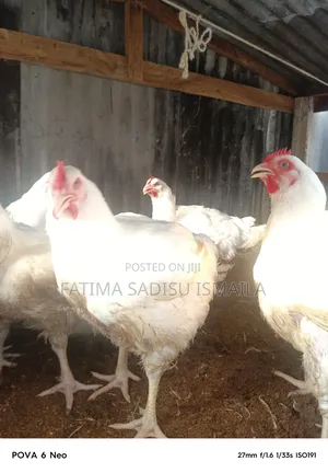 Fresh Chicken