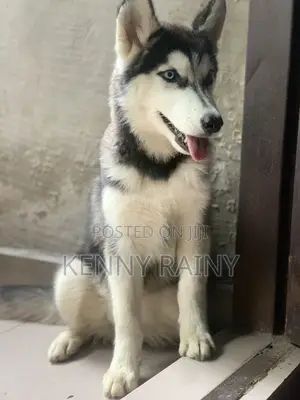 3-6 months Female Purebred Siberian Husky